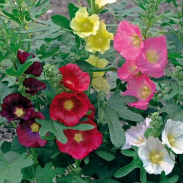 ALCEA 'LAS VEGAS', SIZE #1