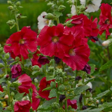 ALCEA 'MARS MAGIC', SIZE #1