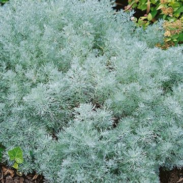 ARTEMISIA 'SILVER MOUND', SIZE #1