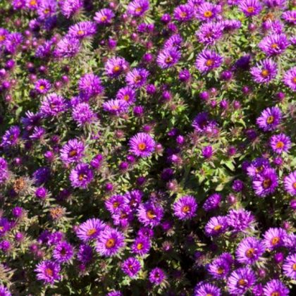 ASTER PURPLE DOME