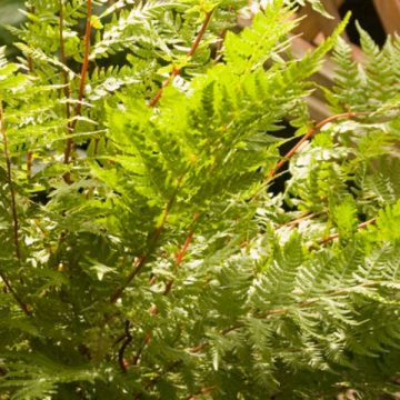 ATHYRIUM LADY IN RED