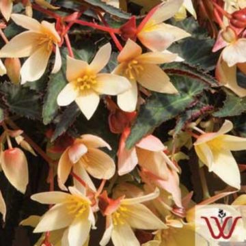 Begonia Bossa Nova™ Yellow - 6" Pot