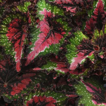Begonia Jurassic™ Watermelon -6"