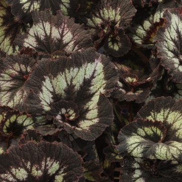 Begonia Jurassic™ Silver Swirl - 6"