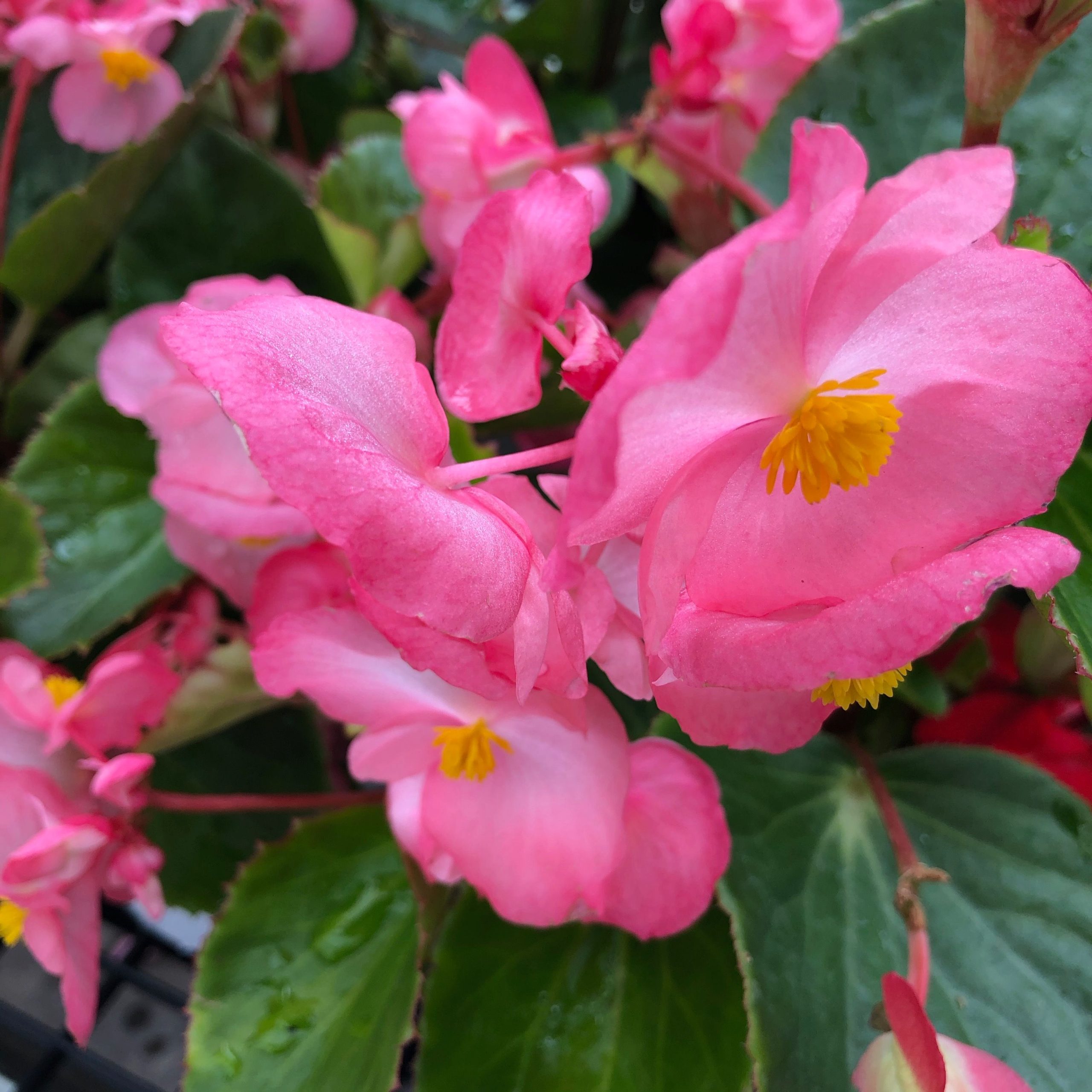 product-1581-1759472498-BGXBGL301-6WP