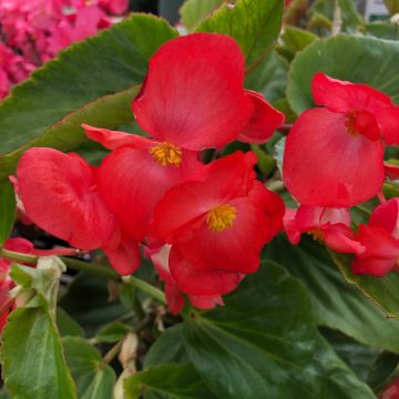 Begonia Dragon Wing® Red - 6"