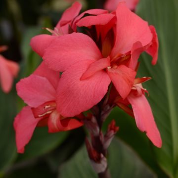 Canna Cannova® Rose - 6" pot