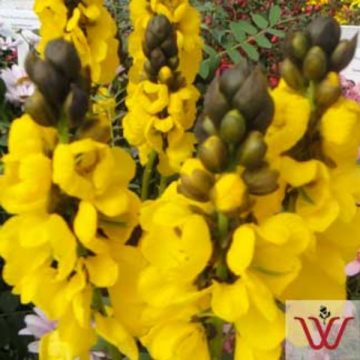 Cassia, Popcorn plant - 6" Pot