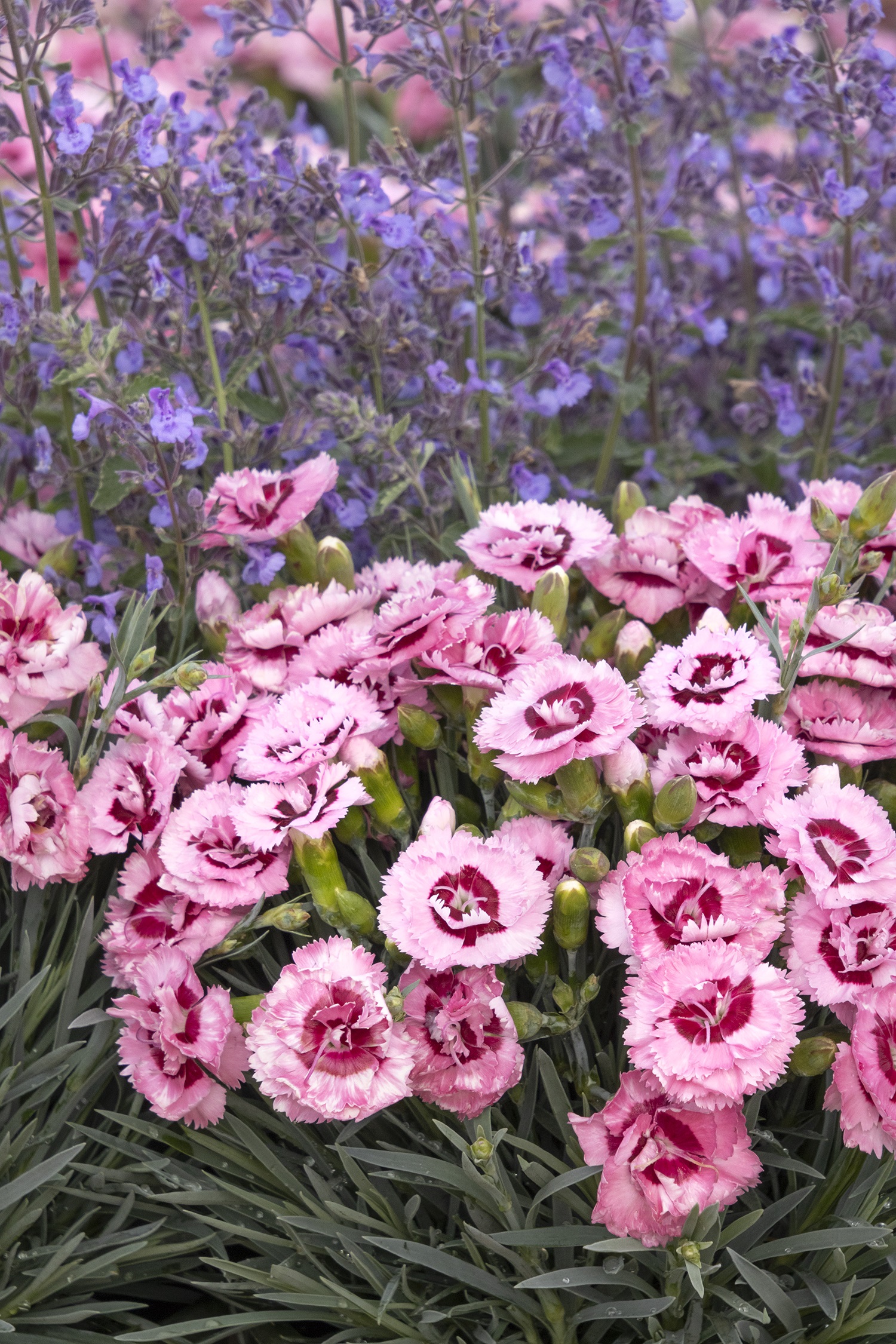 product-16196-1759492211-MO094501