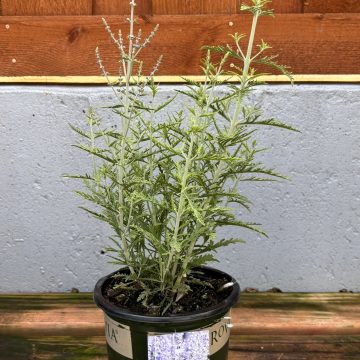 Perovskia 'Blue Jean Baby', Size #1