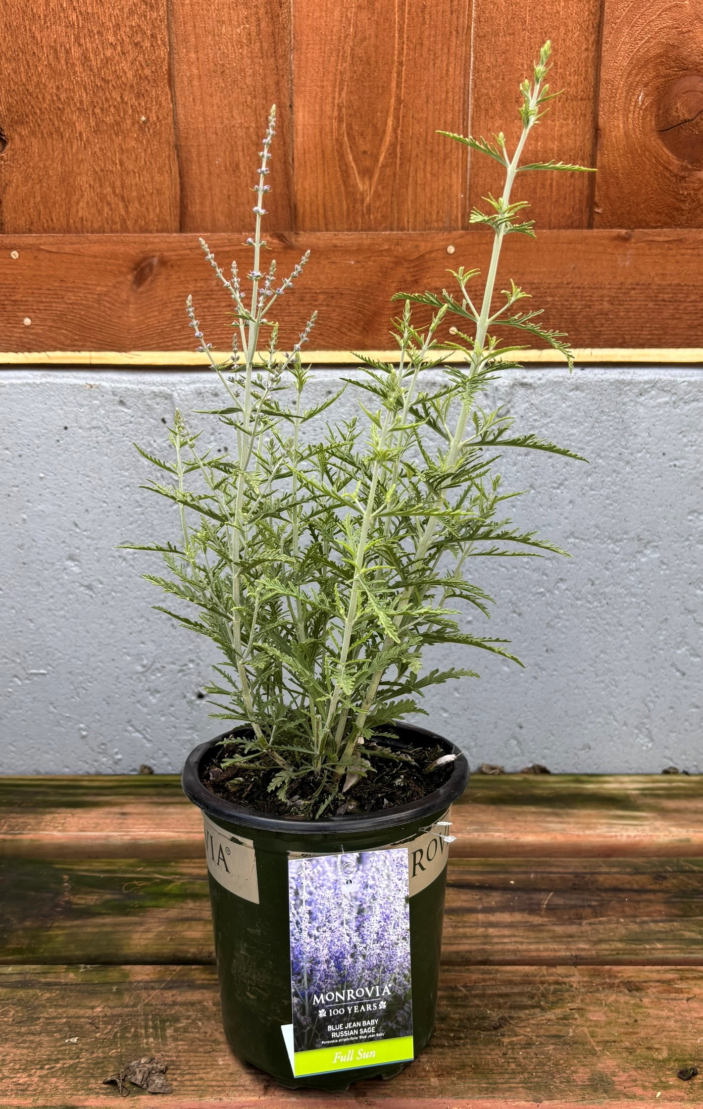 Perovskia 'Blue Jean Baby', Size #1