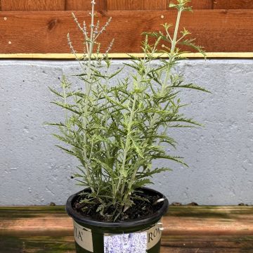 Perovskia 'Blue Jean Baby', Size #1