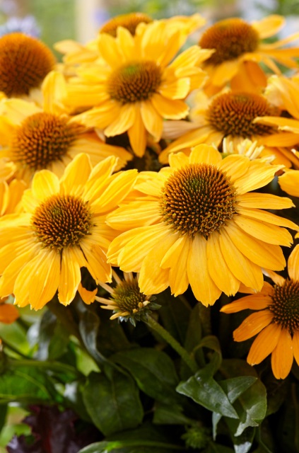 product-16201-1759493090-MO431201