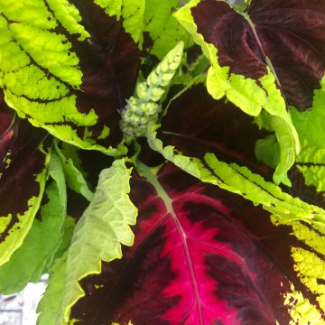 Coleus Kong® Rose - 6" pot