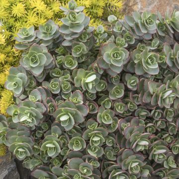 SEDUM 'LIME ZINGER', SIZE #1