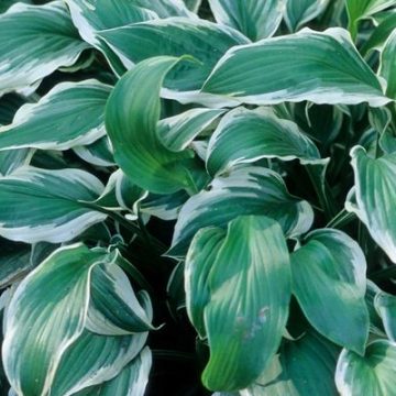 HOSTA 'ALBOMARGINATA', SIZE #1