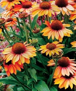 Echinacea 'Prima™ Ginger', Size #1