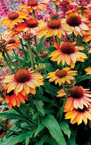 product-16262-1759493552-mo449531