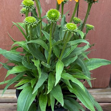 Echinacea 'Prima™ Ginger', Size #1