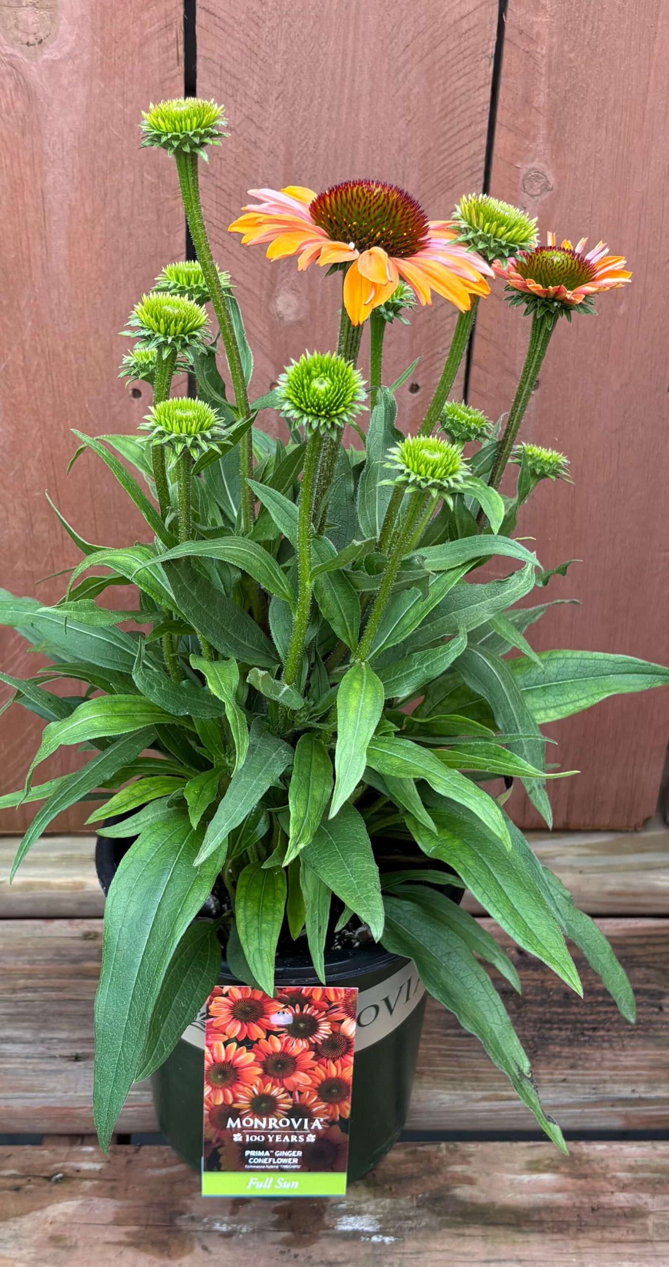 Echinacea 'Prima™ Ginger', Size #1