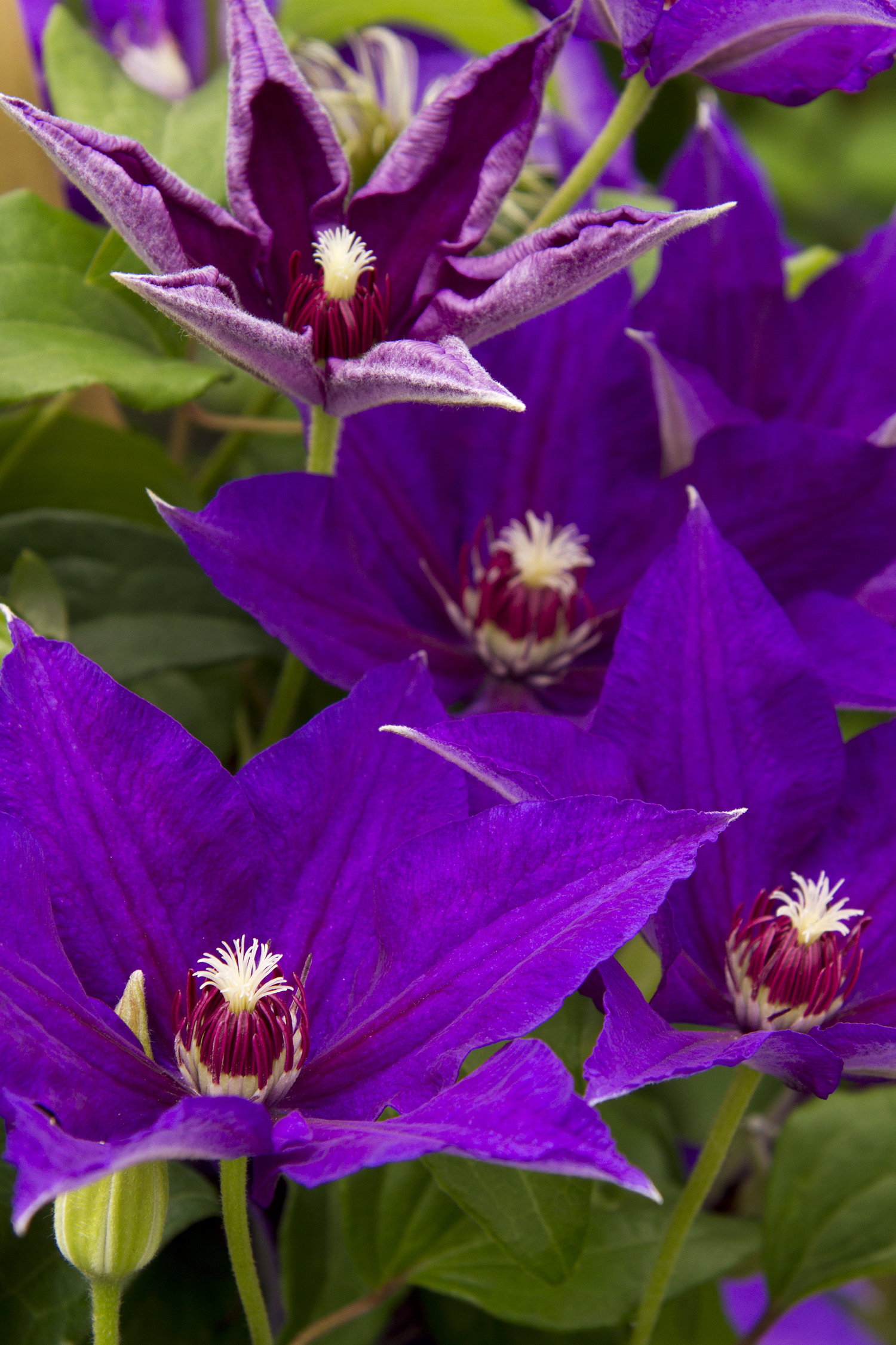 product-16284-1759489761-MO051481