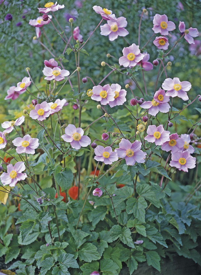 product-16286-1759490858-MO065991