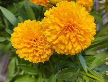 COREOPSIS 'SOLANNA™ GOLDEN SPHERE', SIZE #1