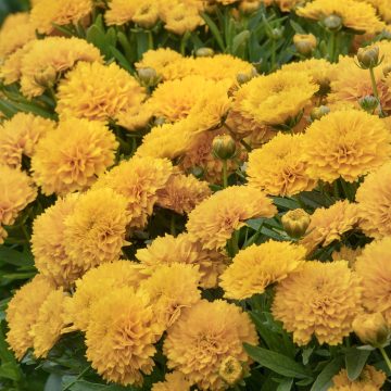 COREOPSIS 'GOLDEN SPHERE', SIZE #1