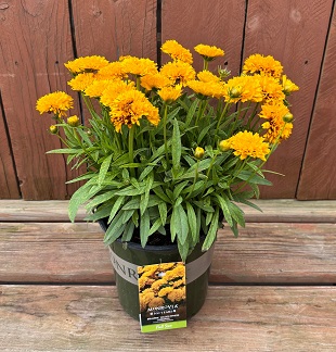 Coreopsis 'Solanna™ Golden Sphere', Size #1