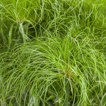 Cyperus Grass 'Prince Tut' - 6" pot