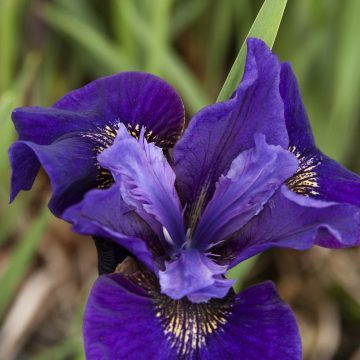 IRIS 'RUFFLED VELVET', SIZE #1