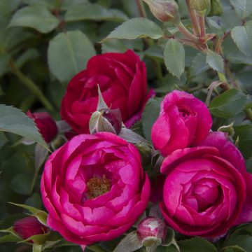 Nitty Gritty™ PINK ROSE, SIZE #2