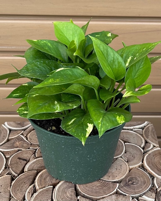 product-16349-1759498937-poth6