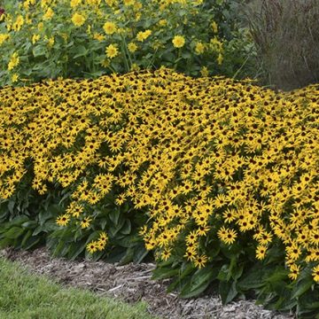 RUDBECKIA 'LITTLE GOLDSTAR', SIZE #1