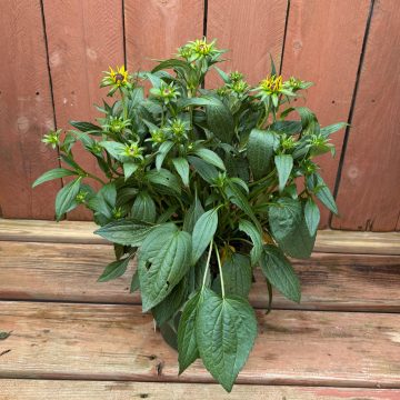 Rudbeckia hybrid 'Little Goldstar', Size #1