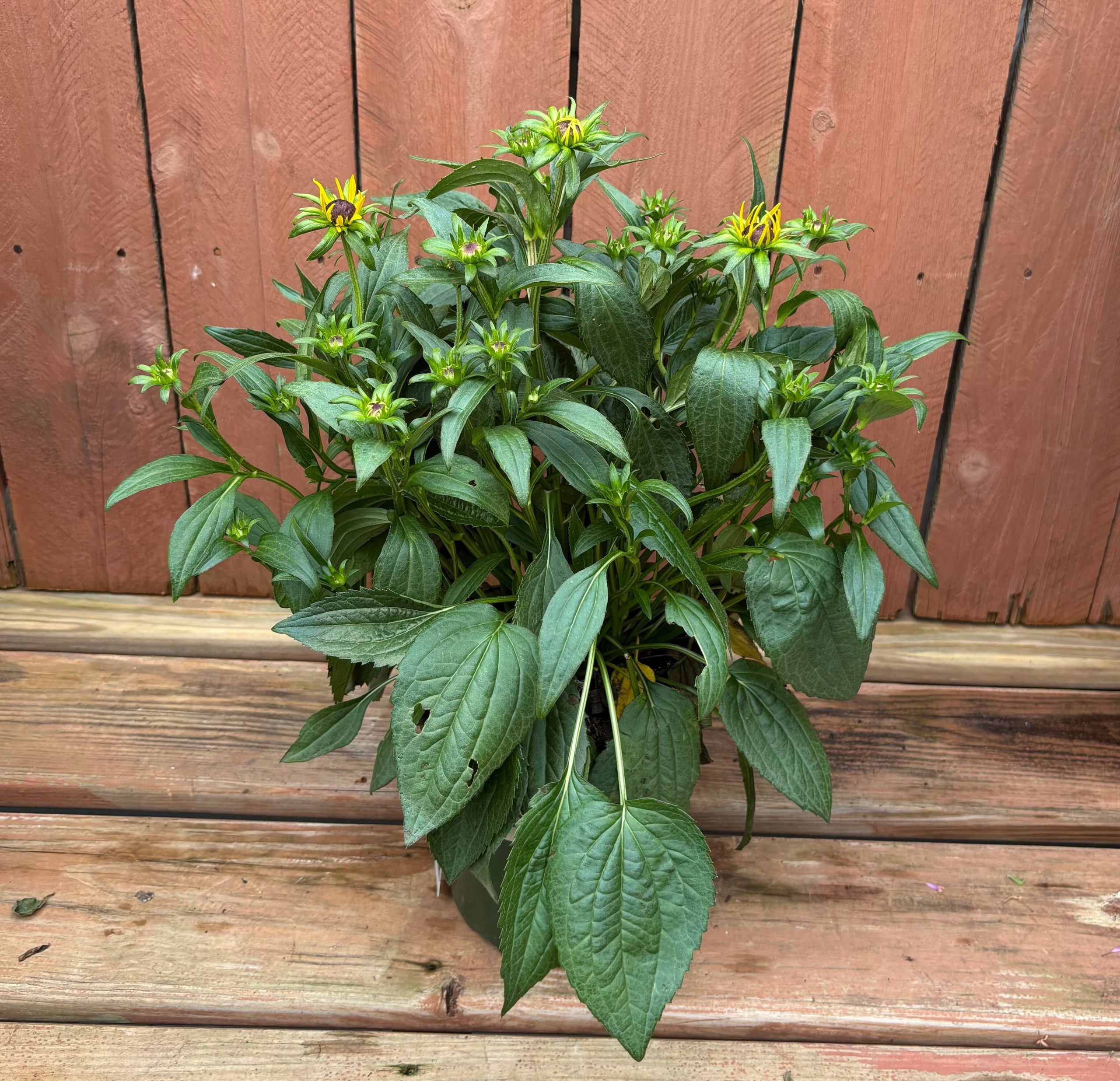 Rudbeckia hybrid 'Little Goldstar', Size #1