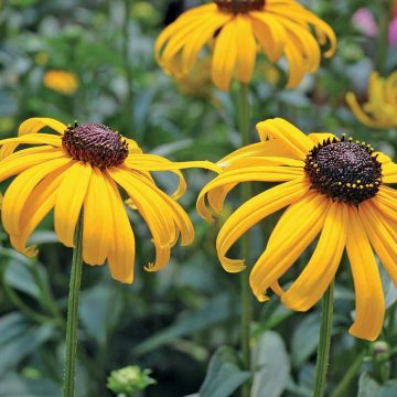 RUDBECKIA 'EARLY BIRD GOLD', SIZE #1