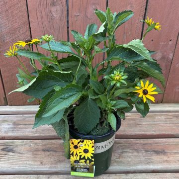 Rudbeckia 'Early Bird Gold', Size #1