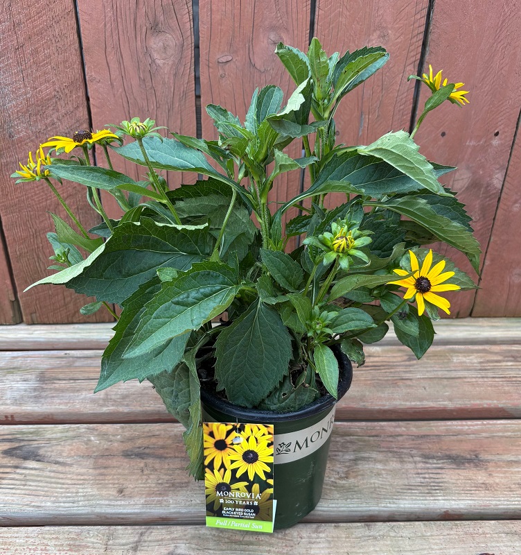 Rudbeckia 'Early Bird Gold', Size #1