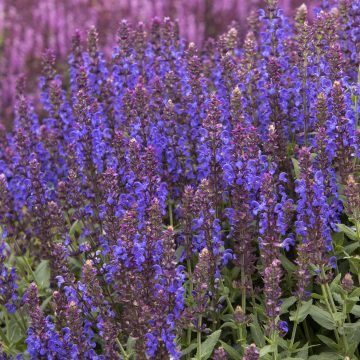 SALVIA 'APEX™ BLUE', SIZE #1
