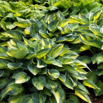 HOSTA 'JUNE', SIZE- QUART