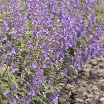 NEPETA 'WALKER'S LOW', SIZE #1