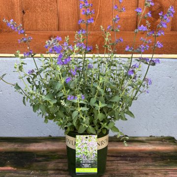 Nepeta 'Walker's Low', Size #1