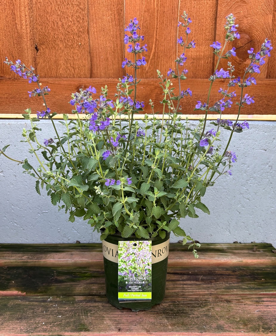 Nepeta 'Walker's Low', Size #1