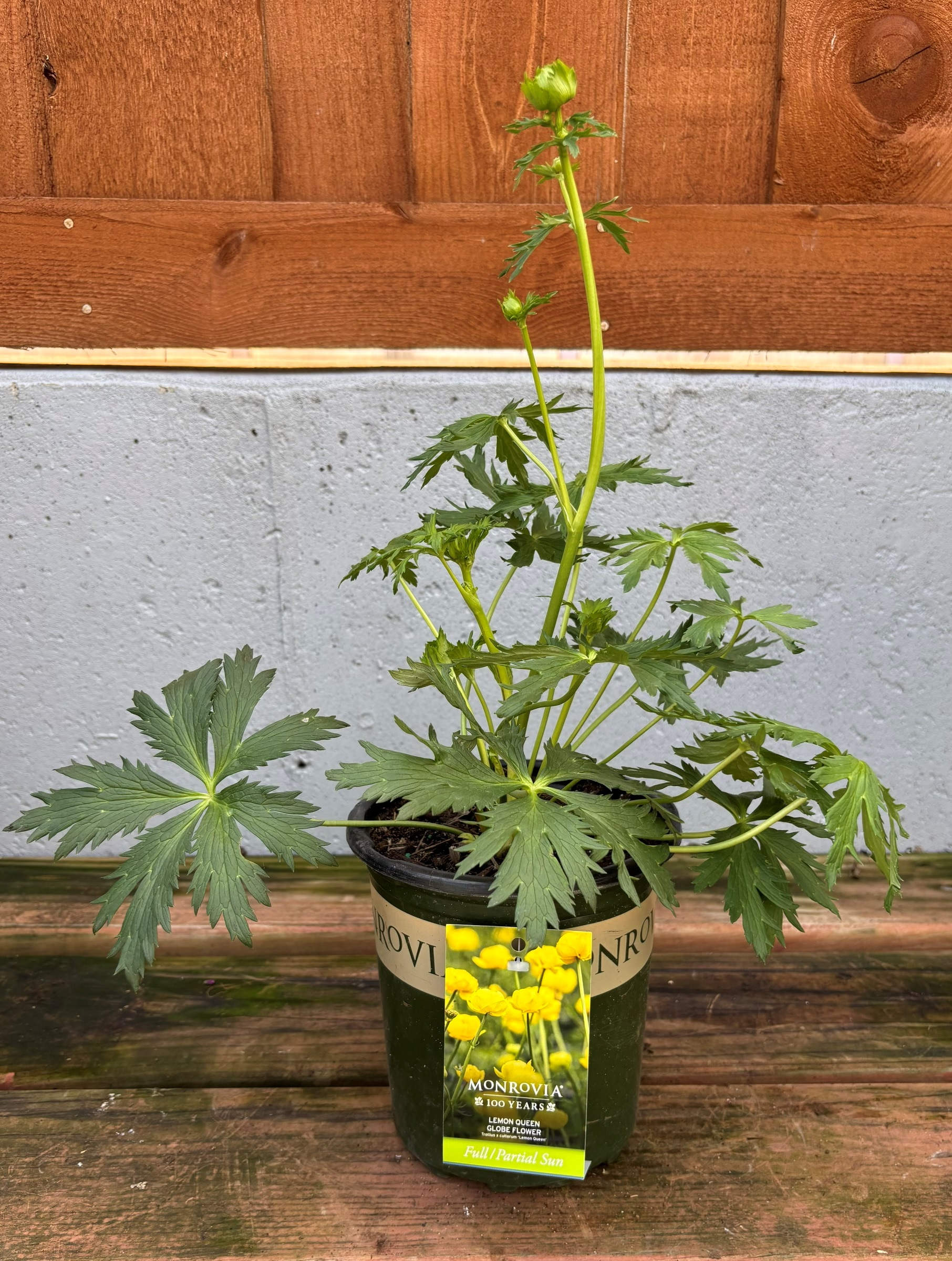Trollius 'Lemon Queen', Size #1
