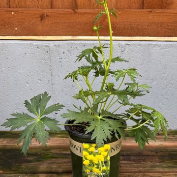 Trollius 'Lemon Queen', Size #1