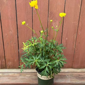 Trollius 'Lemon Queen', Size #1