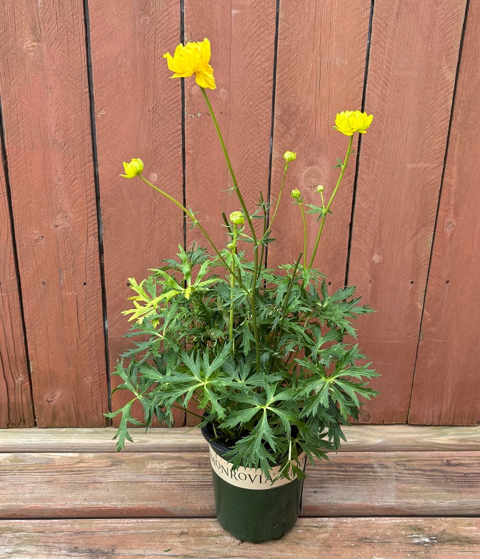 Trollius 'Lemon Queen', Size #1