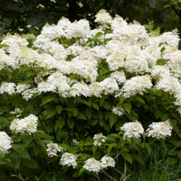 PHANTOM HYDRANGEA TREE, SIZE #7