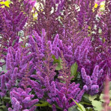ASTILBE 'VISION IN RED', SIZE #1